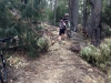 Saturday MTB - Tree blockage