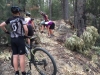 Saturday MTB - Tree blockage