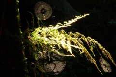 Blue Tier - Three Notch Track