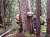 Bum Tree