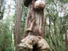 Bum Tree