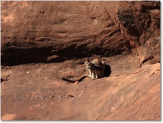 IMG 0543-RockWallaby