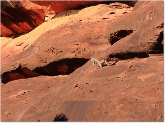 IMG 0544-RockWallaby