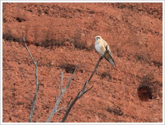 IMG 9820-Nankeen Kestrel
